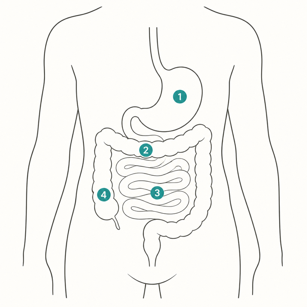 It works on the whole gut, not just the exit.